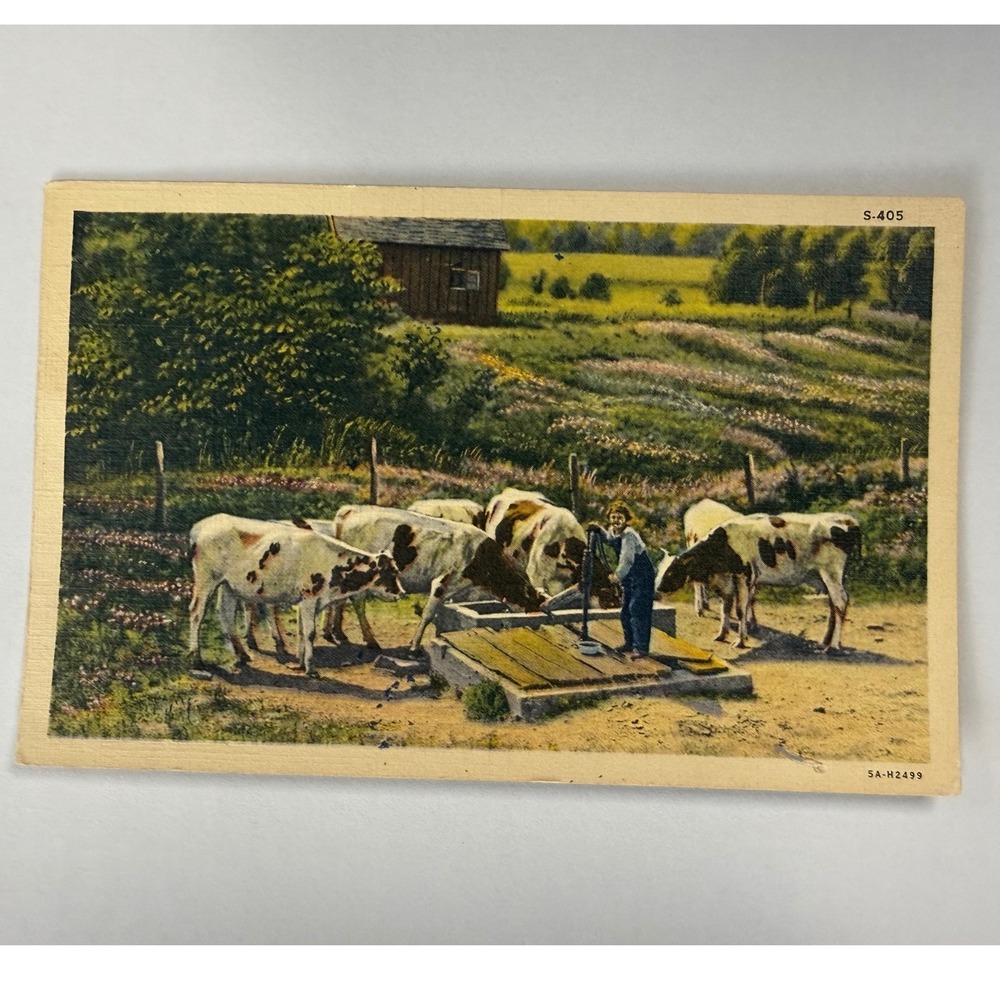 Vintage Curt Teich C.T. Rural Scenes Linen Postcard Cows Farm Boy S-405 5A-H2499